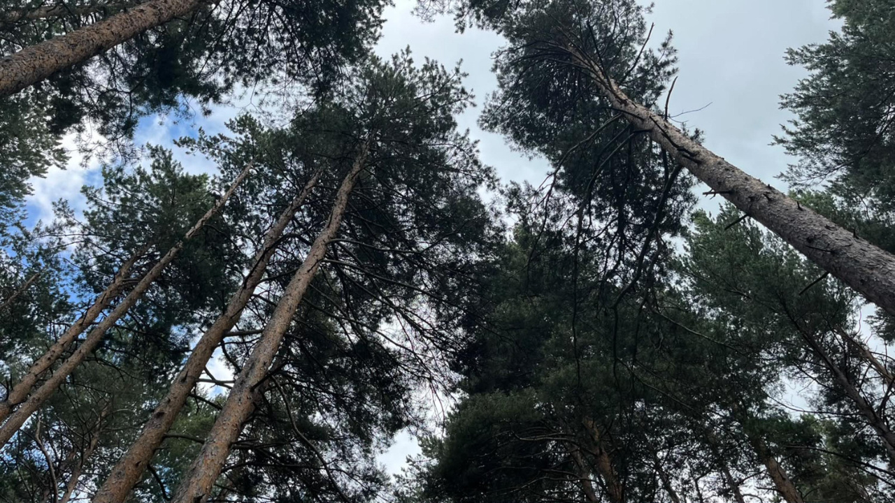 Finlandiya’dan alıyorduk: Artık Erzurum’da üretilecek